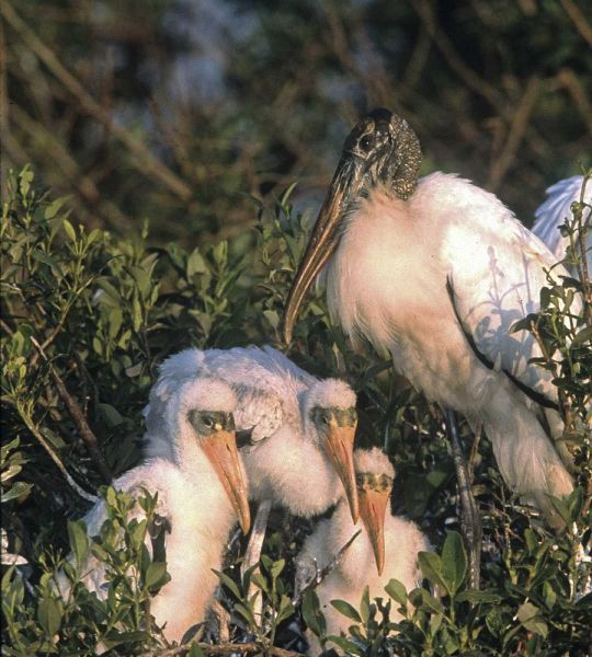 FL, Everglades NP Wood stork and chicks on nest